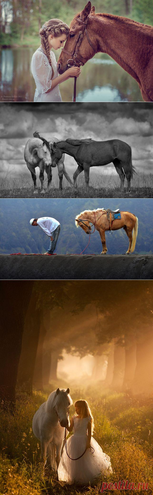 30 идеальных фотографий лошадей – грация, краса и сила
