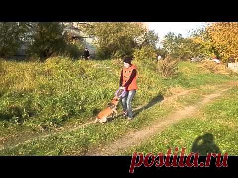 TreT-Style: Экстрим-Дрессировка По Методике Легендарного ТреТа!