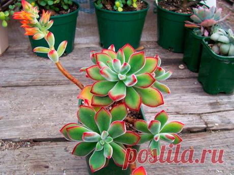 Удивительно, но Эхеверию нередко можно спутать со скоплением сталагмитов. Все дело в плотных, серовато-белых, наполненных влагой листьях. Они, подобно кактусу, накапливают воду, чтобы после использовать ее в засушливый период.