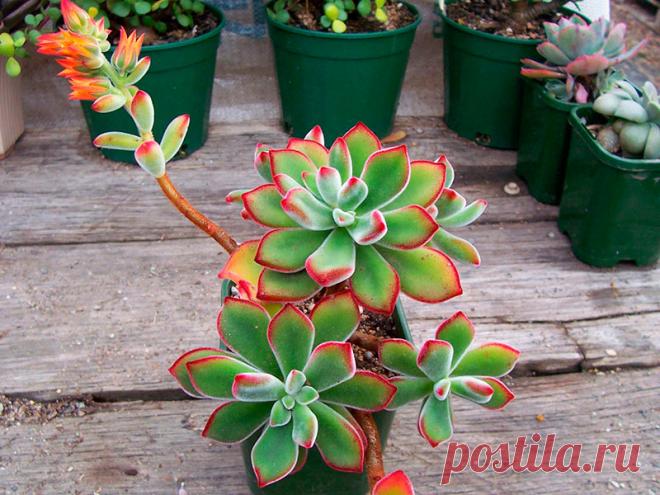 Удивительно, но Эхеверию нередко можно спутать со скоплением сталагмитов. Все дело в плотных, серовато-белых, наполненных влагой листьях. Они, подобно кактусу, накапливают воду, чтобы после использовать ее в засушливый период.