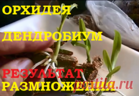 Размножение орхидеи дендробиум черенками. Результатом довольна! — 6 соток