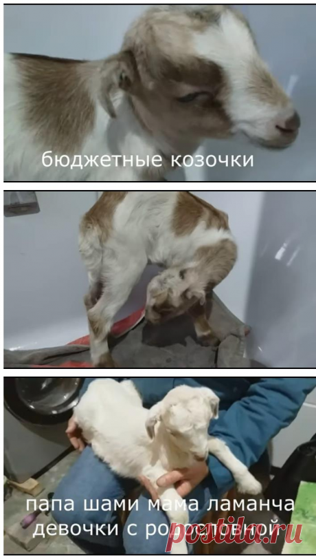 Бюджетные козочки на продажу &amp;#8212; Усадьба Белая Коза
