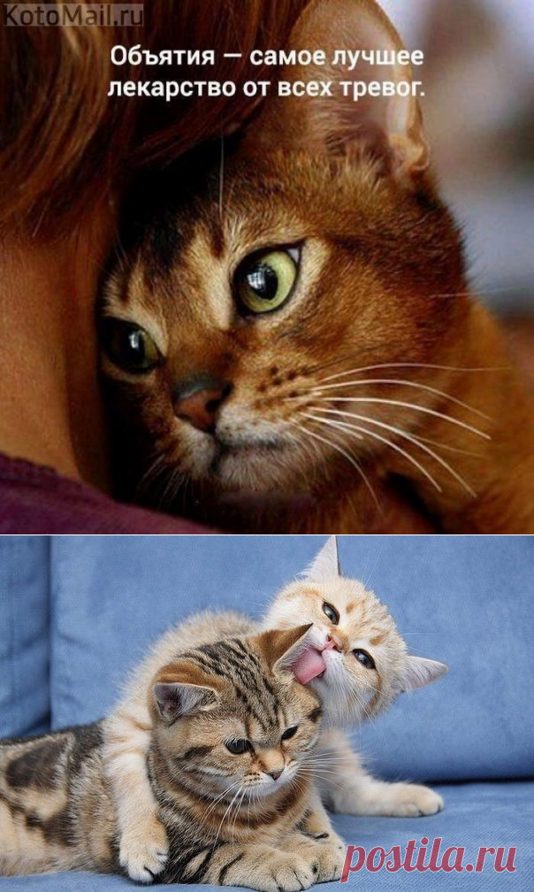 ДАВАЙ ПОМИРИМСЯ | KotoMail.ru