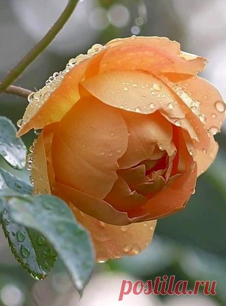 i (720×972)
