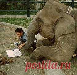 Слон научился говорить на корейском языке (фото + видео)