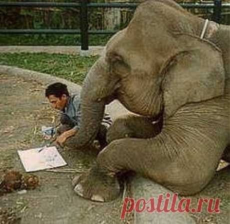 Слон научился говорить на корейском языке (фото + видео)