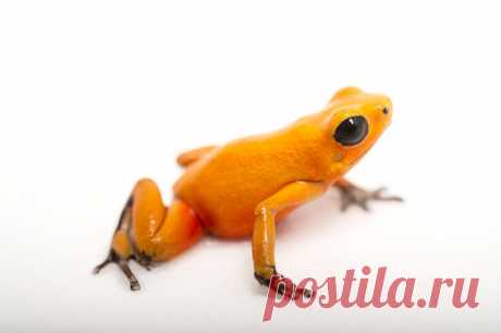 Strawberry Poison Dart Frog La Selva Biological Research Station Heredia Costa Rica Stock Photo | Getty Images