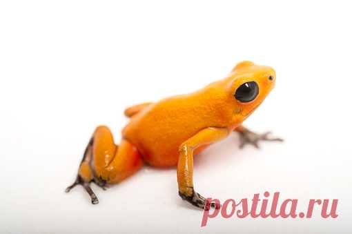 Strawberry Poison Dart Frog La Selva Biological Research Station Heredia Costa Rica Stock Photo | Getty Images