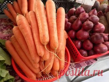 Почему морковь вырастает рогатой: и как исправить эту форму без перекопки грядки. Агрономы советуют использовать мульчирование. Оно делает почву мягче и удерживает влагу.