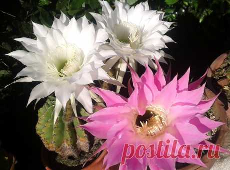 Buen día sol !!!! Las puse juntas para que se aprecie la medida de la  que ha salido color rosa ... Es  de un tamaño inusual y fantástico. Estoy haciendo  una vez por semana una infusión de cáscaras de plátano con las que  riego mis cactáceas... El año pasado logré prolongar la floración y éste año espero  lo mismo!!