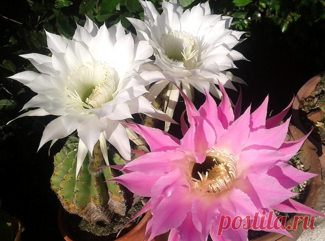 Buen día sol !!!! Las puse juntas para que se aprecie la medida de la  que ha salido color rosa ... Es  de un tamaño inusual y fantástico. Estoy haciendo  una vez por semana una infusión de cáscaras de plátano con las que  riego mis cactáceas... El año pasado logré prolongar la floración y éste año espero  lo mismo!!