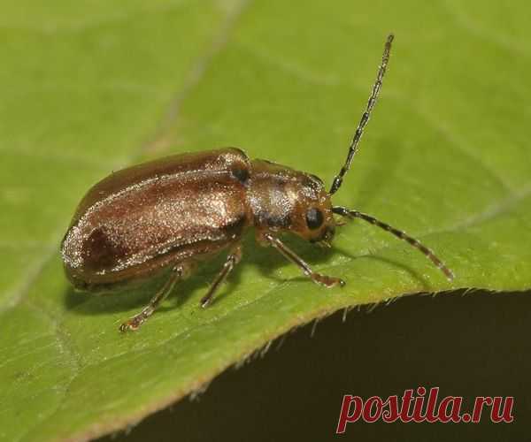 Как справиться с калиновым листоедом ? — 6 соток