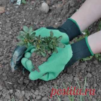 Тёплые грядки для картофеля - Садоводка