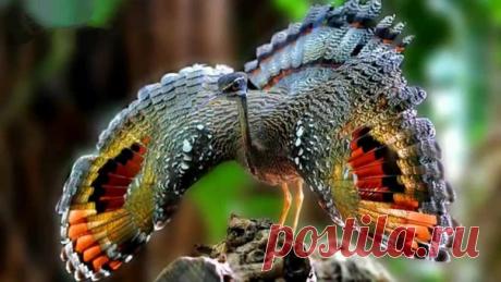 Солнечная цапля.