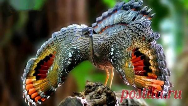 Солнечная цапля.