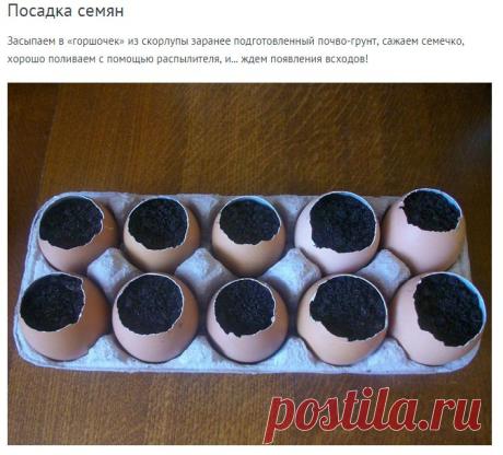 Как вырастить рассаду в домашних условиях