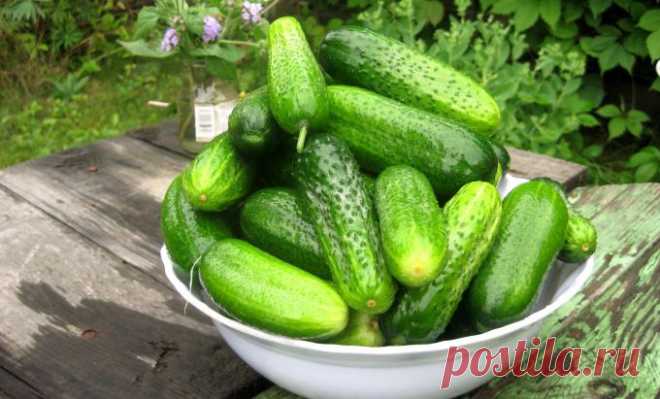 Уловки хитрецов ради вкусных огурцов