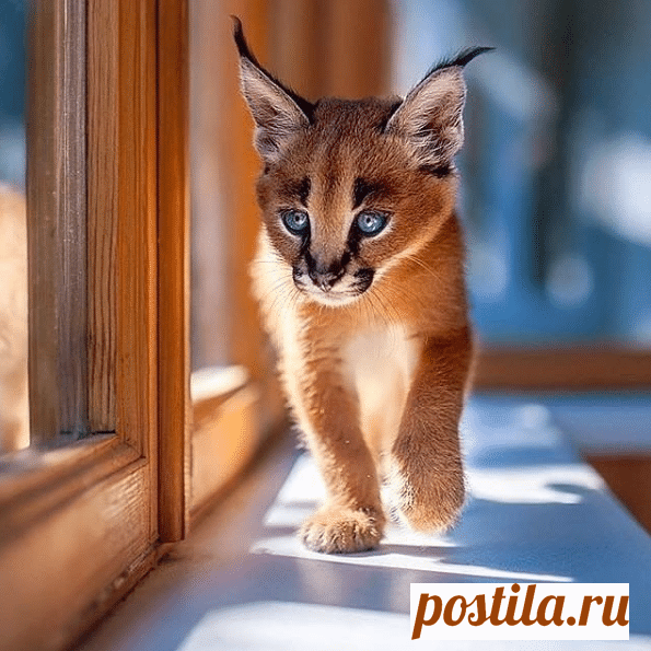 Самые дорогие породы кошек в мире