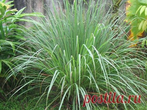 Лемонграсс (лимонная трава): применение, противопоказания, полезные свойства чая, как вырастить цимбопогон, видео, фото