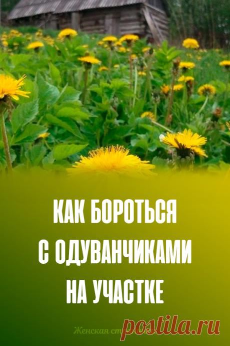 Как бороться с одуванчиками на участке