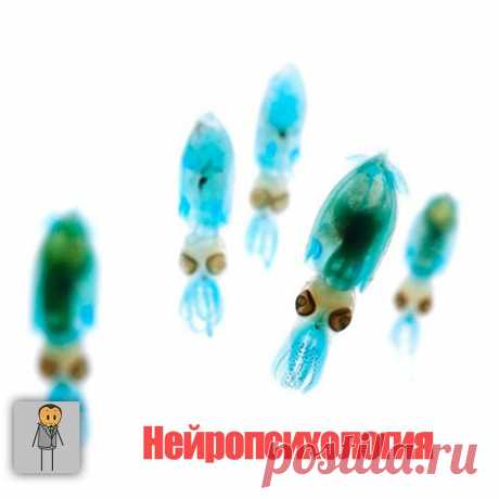Основные нейропсихологические синдромы - Психология - это все!
