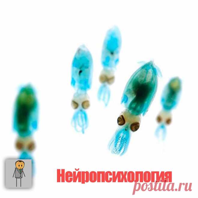 Основные нейропсихологические синдромы - Психология - это все!