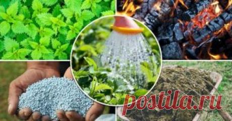 Чем подкормить клубнику осенью Своевременная осенняя подкормка клубники (садовой земляники) – залог хорошего урожая в будущем сезоне. О том, какие удобрения выбрать, органические или минеральные, и как их правильно вносить, рассказываем в сегодняшнем материале.