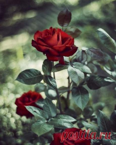 rose. Explore kaneko_ryo's photos on Flickr. kaneko_ryo has uploaded 7335 photos to Flickr.