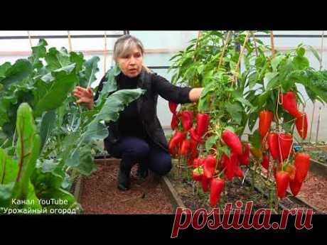 ЛУЧШИЙ СОРТ СЛАДКОГО ПЕРЦА! ВСЕГДА СОБИРАЮ ЯЩИКАМИ!