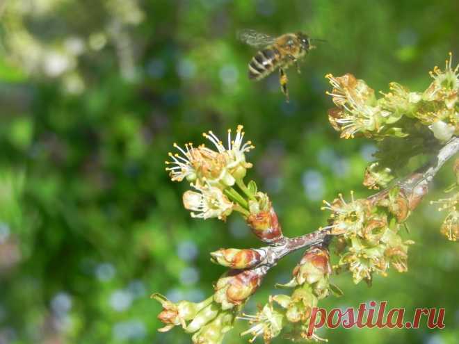 С цветка на цветок...