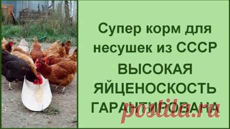 Простой корм, а яйценоскость как из ПУЛЕМЕТА// Секрет состава// Утренний и вечерний рацион