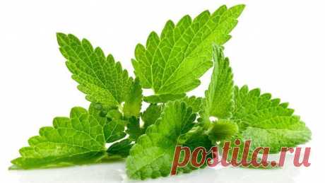 Волшебная мята | Блог Счастья!