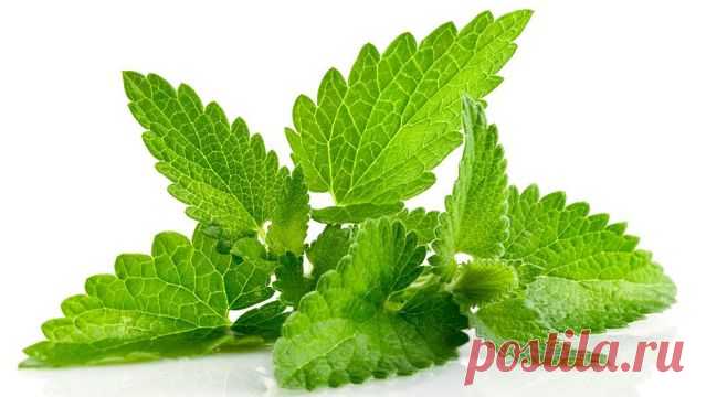 Волшебная мята | Блог Счастья!