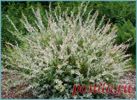 ИВА ЦЕЛЬНОЛИСТНАЯ ХАКУРО НИШИКИ: ПРАВИЛА ПОСАДКИ И УХОДА НА ПРИУСАДЕБНОМ УЧАСТКЕ