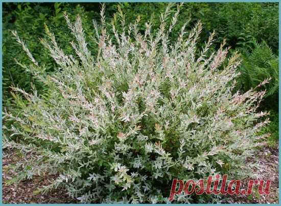 ИВА ЦЕЛЬНОЛИСТНАЯ ХАКУРО НИШИКИ: ПРАВИЛА ПОСАДКИ И УХОДА НА ПРИУСАДЕБНОМ УЧАСТКЕ