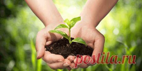 Что надо, если по огороду прошелся град?