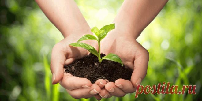 Что надо, если по огороду прошелся град?