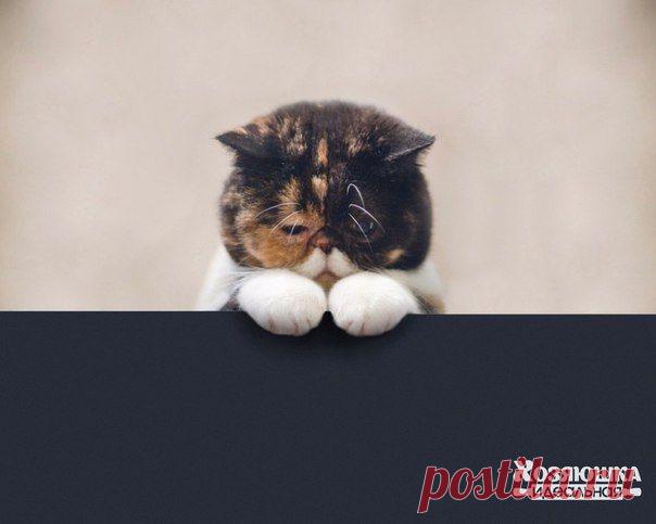 Оставь меня, работа, я в печали / Женское счастье!