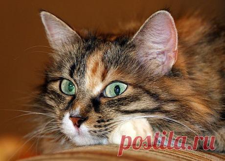 Мой Мир@Mail.Ru