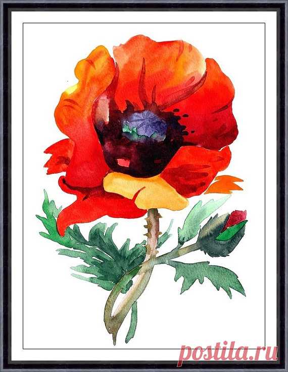 Red poppy original watercolor painting Modern by ARTTARATET