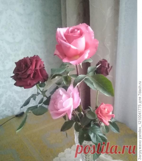 Осенняя подкормка, обрезка и укрытие роз