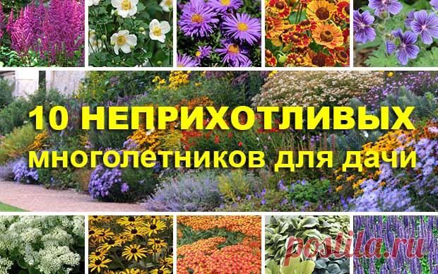 Самые неприхотливые и красивые многолетники для дачи: 10 популярных растений