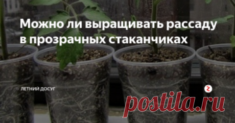 Можно ли выращивать рассаду в прозрачных стаканчиках Совсем скоро наступит активная пора посадки рассады. И поэтому кто-то крутит уже бумажные стаканчики, а кто-то закупает для рассады обычные пластиковые стаканчики. И если с емкостями белого или коричневого цвета вопросов не возникает, то прозрачные стаканчики постоянно вызывают споры.