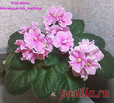 Pink Amiss