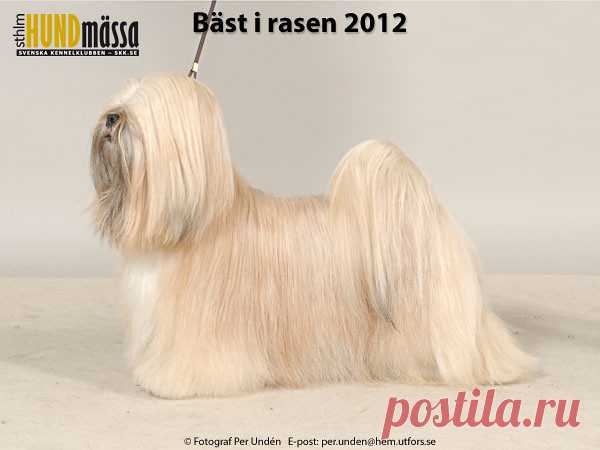 LHASA APSO Domare: DOVAL JOSE M., SPANIEN  FI UCH LT CH NORD V-11 SE UCH WW-08 CHIC CHOIX ALEXANDER THE GREAT Ägare: SANNA KOPOLA-HIRSIMÄKI, VIHTI, FINLAND Uppfödare: KARES JUHA, FINLAND