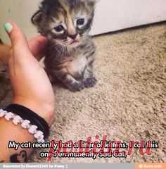 Purrmanently Sad Cat