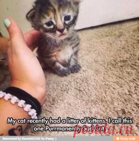Purrmanently Sad Cat