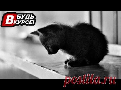 7 САМЫХ НЕВЕРОЯТНЫХ ДОБРЫХ ПОСТУПКОВ "БУДЬ В КУРСЕ" - YouTube