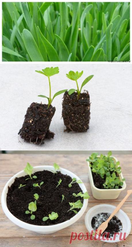 Огородная шпаргалка