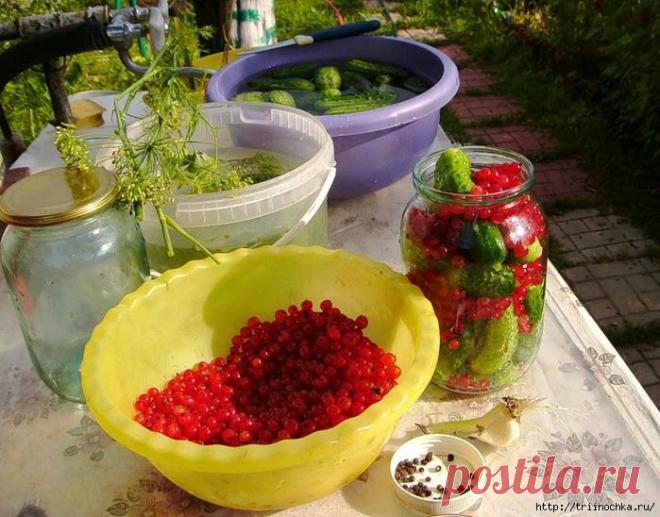 Засолка огурцов с красной смородиной вместо уксуса